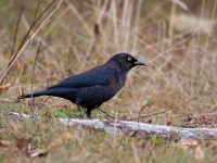 IMG 1381c  Rusty Blackbird (Euphagus carolinus) - fall/winter male